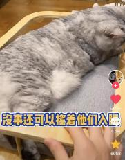 什么样的户型更适合养猫